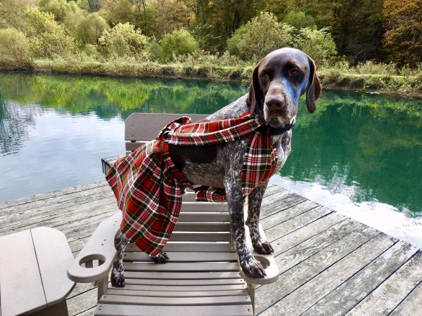 /images/uploads/southeast german shorthaired pointer rescue/segspcalendarcontest2019/entries/11667thumb.jpg